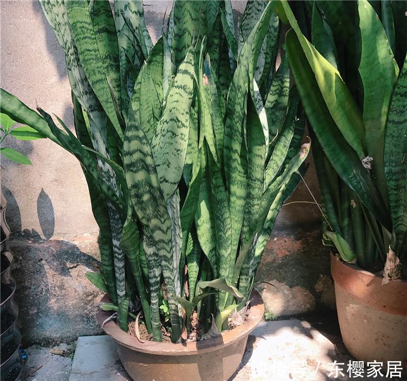  #无根水#爆盆虎皮兰，就是“本地货”，喝的“无根水”，还有遮阳伞！