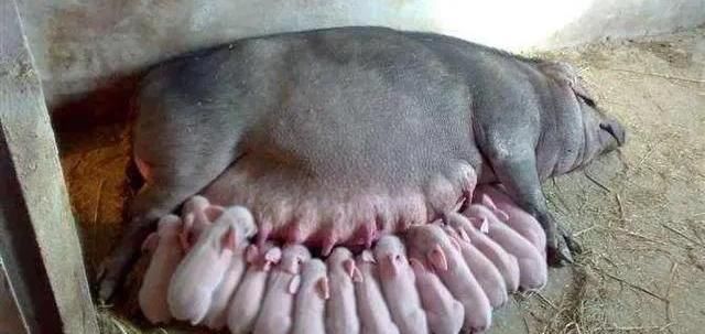  未来|现在开始养猪怎么样？未来有没有机会？