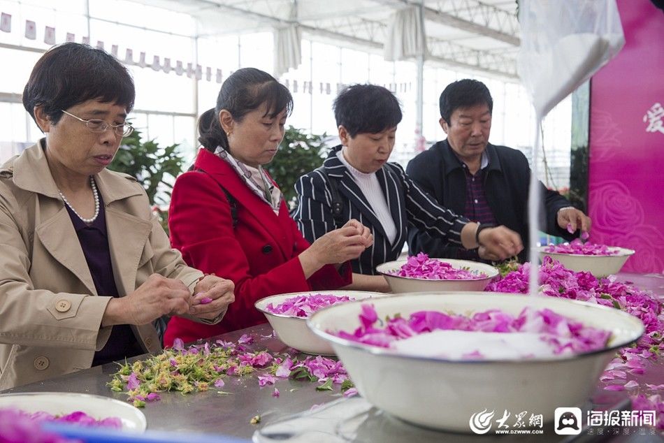  「济南」济南：游客体验制作平阴玫瑰鲜花饼