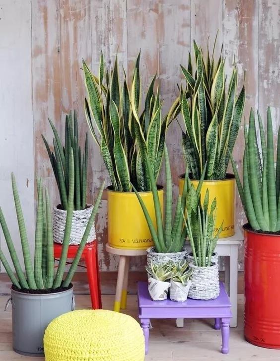  『绿萝』20种名贵耐阴花，比绿萝好养，摆客厅名贵又有范儿！