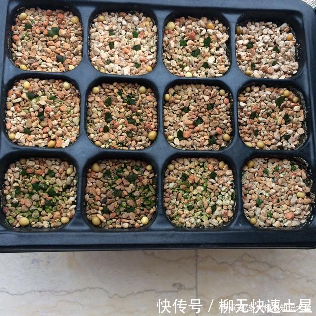 『植物』春天买的多肉植物们,花了几百块,不知道亏了吗