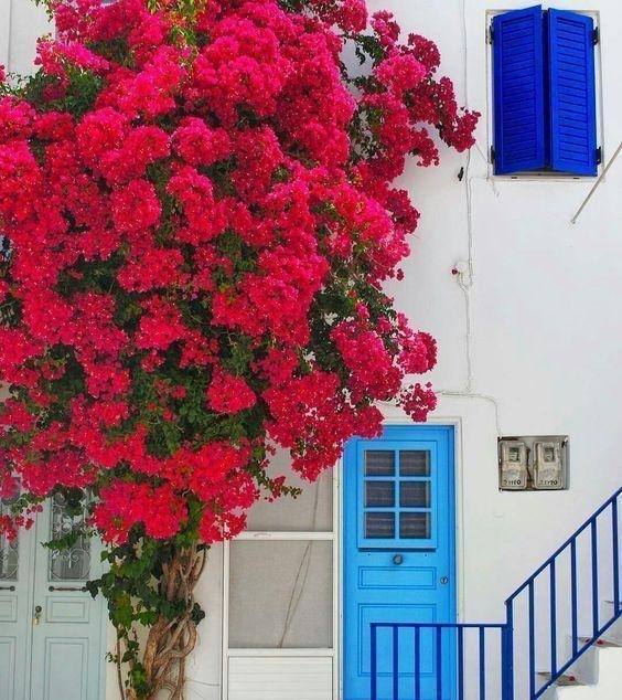 此花再贵也要栽几棵，号称“天下第一美”，花开220天，落土就活