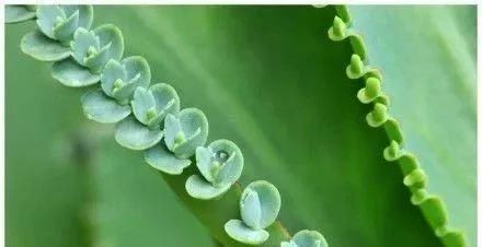  #新手#敲重点，那些适合新手小白养的多肉植物，每一个都美得不像话！