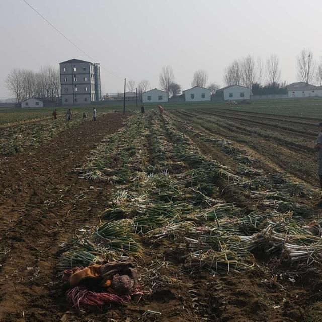  #确保#新野县：“四招”确保防疫情保生产两不误