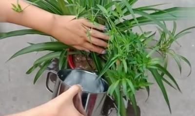  【巨无霸】吊兰这样养，垂满小崽子，白根撑破盆，枝繁叶茂、巨无霸