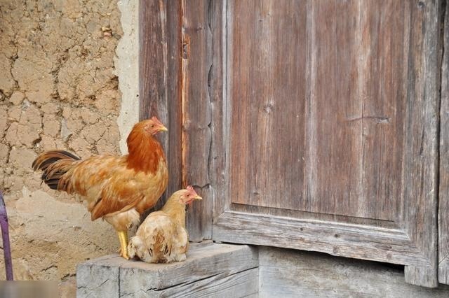  [养殖户]都说土鸡养殖能挣钱，新手养1000只土鸡真的挣钱了吗？