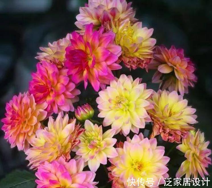  『特好』“4种花”超爱开花，全年开花不断，还特好养，美爆阳台！