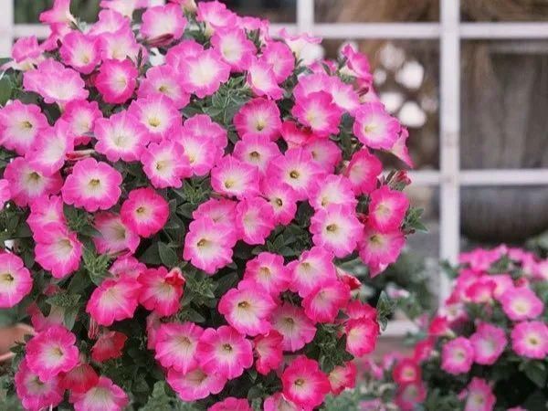  『太美』家里有这6种花，赶紧挂起来，长的快、开花一年比一年多！