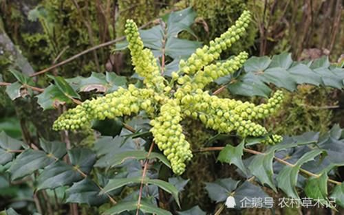  「便是」此树便是珍贵的“八角刺”，常生于低山坡，请谨记外貌