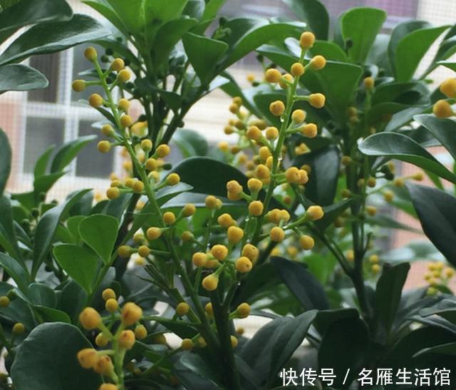 照样|米兰花夏季不好养?养护注意“小细节”,照样生长开花两不误!