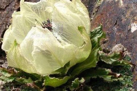 游客西藏登山遇一种“莲花”，不能随意摘，驴友：摘了走不了