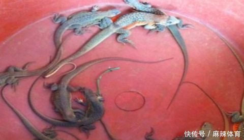  「想到」农村老汉在田地里挖地瓜，没想到还有意外收获，老汉顿