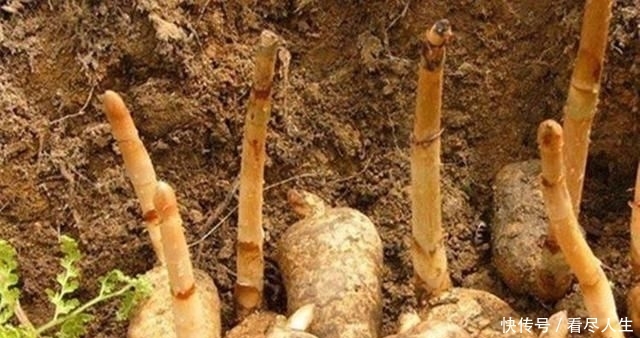  利润■亩利润7万，农民种了就赔，可依然有人挣钱，秘诀是什么