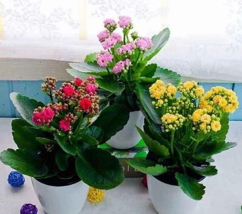  【家里】3种“长寿寓意”花，家里养1、2盆，吉祥，一家老小都健康！