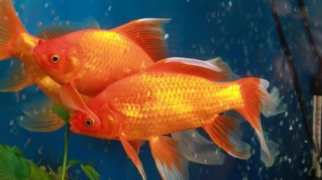  「宋代」中国古人创造的新物种，金鱼的简史