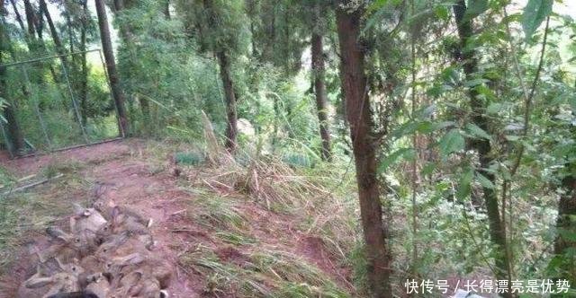  「小伙」农村小伙养殖36元一斤的野味，年产值几十万元