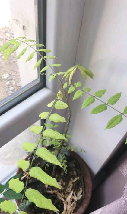 『果实』盆栽杨桃怎么养?5个小技巧,不黄叶掉叶,叶茂花多,果实不掉落