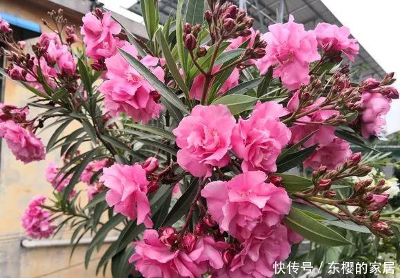 屋外@3种“致病花”,客厅卧室少放,聪明人都搬到屋外去了!