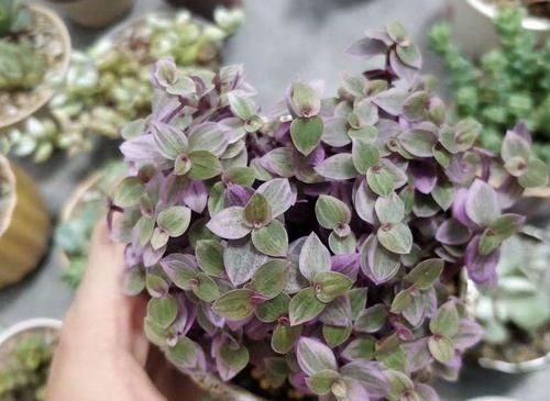  『越养越』比绿萝好看的花，掐个枝3天就生根，越养越上瘾！