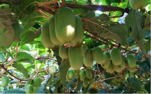 农村这种野果，亩产2000斤，一斤40元，年收入轻松几十万