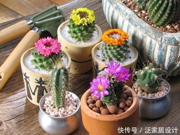  『花草』4种不能乱喷水的花草，搞不好会烂茎枯死，一次就能烂叶烂根