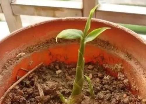  #做成盆栽#厨房垃圾别乱丢！4种“发芽植物”种盆里，7天冒嫩芽，30天成盆栽