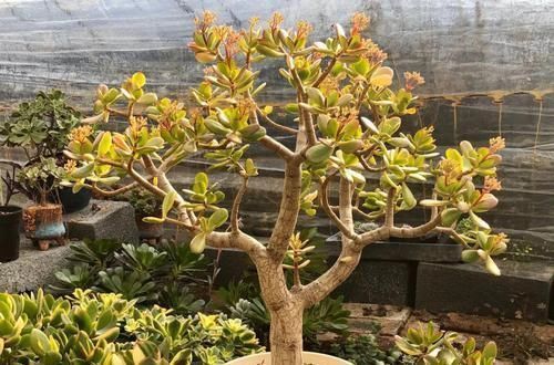  放在散射光好的地方■养了20年的玉树，杆子比大腿还粗，满树白花跟下雪了一样