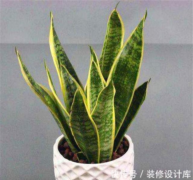 虎皮|家庭养虎皮兰,摆放位置有讲究,难怪你家的叶子软绵无力还长歪
