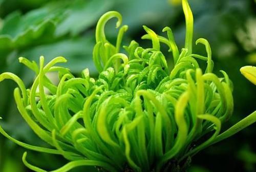  『系列』喜欢菊花，不如养盆“盘龙系列”盘龙目莲，花色绚丽，艳压群芳