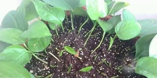 『养绿箩』家里养绿箩，用一个小技巧，分叉多枝叶多，长得绿油油特别旺！
