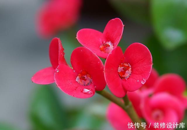 『绿萝』适合阳台养的3种花,清新优雅更艳丽,比绿萝还好养,四季能赏花