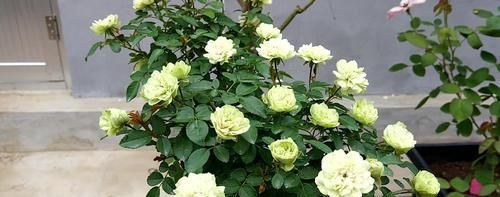  夏季：最适合夏季养的月季，花色奇特，花香怡人，丰花勤花极易爆盆！