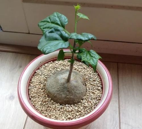  #盆栽#块根像花岗岩的睡布袋观赏植物，养成盆栽后还能爬藤生长
