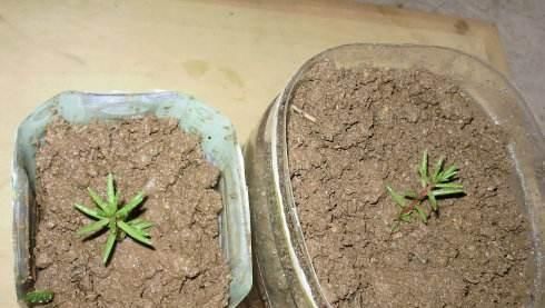  [花草]用废弃的篮子、饼干盒、空油壶，种花特别赞，一阳台都是花草！