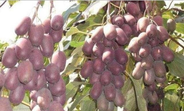 别种桃树梨树了，此新型果树2棵能结3箩筐，全家吃不完，好吃好养