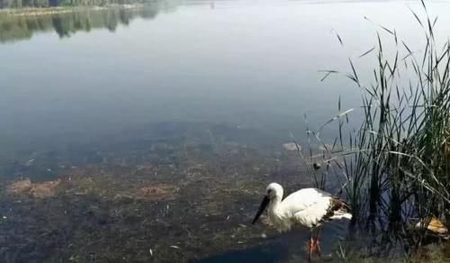  【白鹳】成群白鹳和野鸭来到山东这个湖过冬