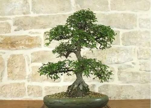  适合：特别适合新手养的榆树盆景，养室内也能生长良好