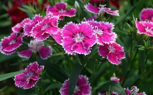  「花卉开花」养花养些花期长的，开花好看，随便养就爆盆，阳台养花很好的选择