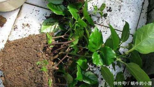 预防|新买的三角梅,三五天就晒死?做好3点,预防商家有“猫腻”