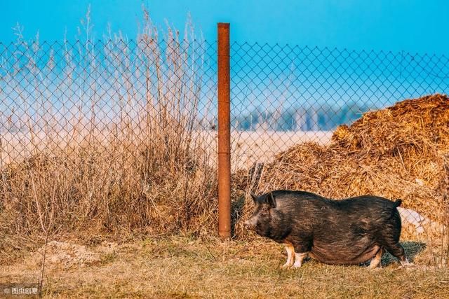 2019年3月30日生猪价格行情；猪肉缺口2000万吨，猪价上涨可期！