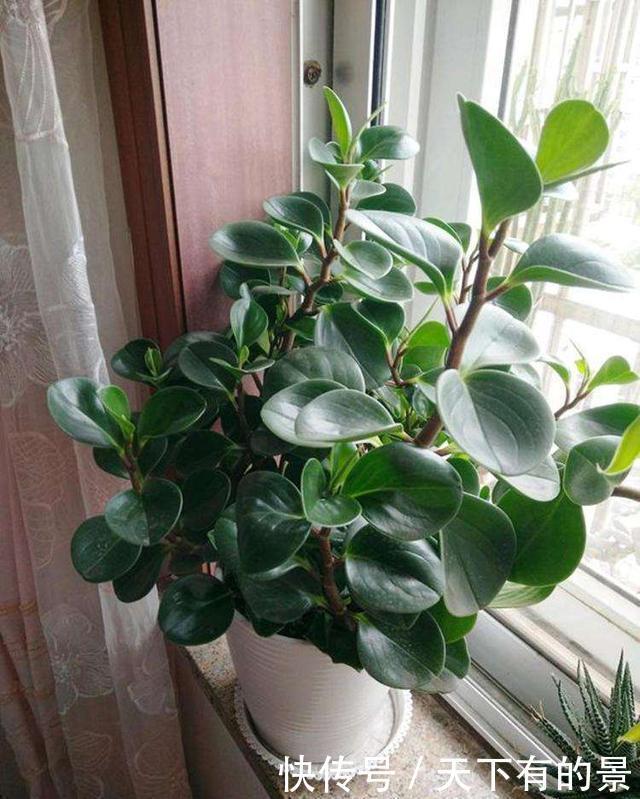  「植物」这3种植物最怕长得太旺盛，要及时修剪，剪得越秃越好
