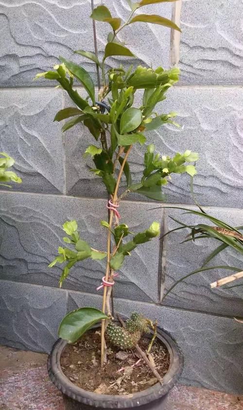  #花塔#一根叶仙把蟹爪兰嫁接成了花塔，开花壮观成瀑布，嫁接存活6绝招