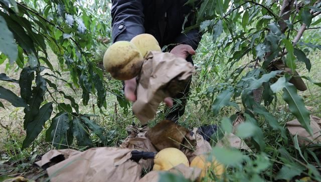  「果子」几百万斤卖不动，价格持续走低，大量果子开始腐烂，果