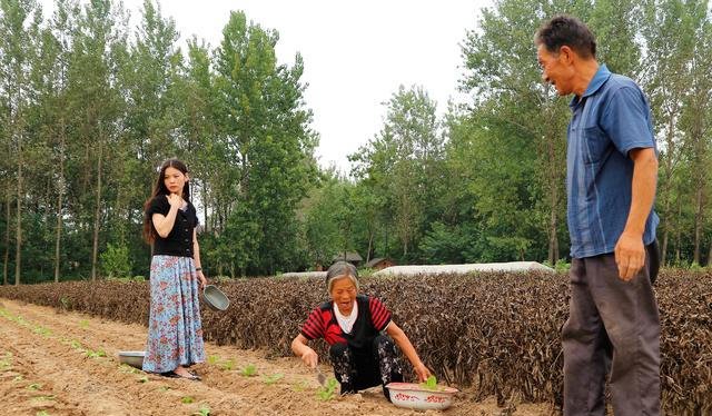 曾经滞销的大白菜，许多农民放弃种植，为什么他愿意继续种植