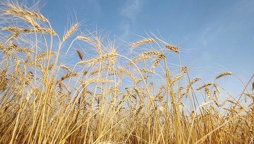 全国小麦主产区收购锐减1/3 农户普遍惜售
