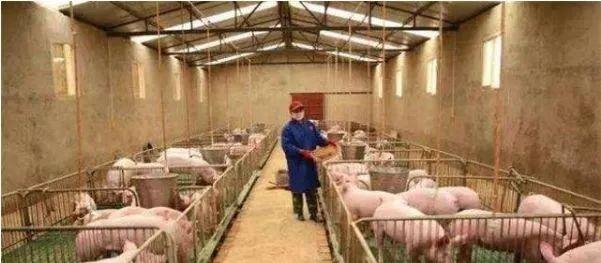  「养殖场」环保法新规定农村颁布“禁养令”，这三类养殖场将被