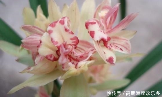  「市长红」这几款兰花，不管是外型还是花香，都是毫无破绽的好兰花