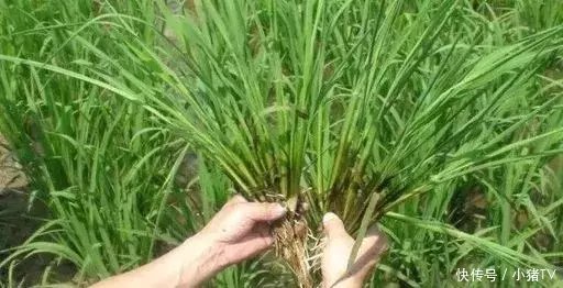 专家权威解答--怎样提高水稻分蘖率呢?