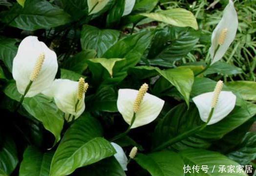 【最合适】客厅养花别“佛系”,3种花最合适,“聚财养人”好寓意,上档次