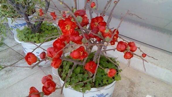  「至少」“年味十足”的10种花，家里至少摆1盆，寓意吉祥，还特有面儿